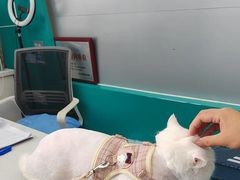 -博特宠物医院24h犬猫全科.骨科·异宠