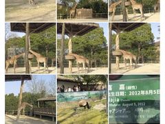 -上海野生动物园