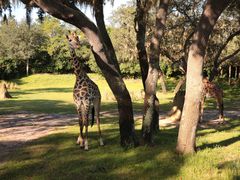 -奥兰多迪士尼动物王国乐园