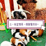 来爱宠小镇和萌宠度过快乐六一[礼花]