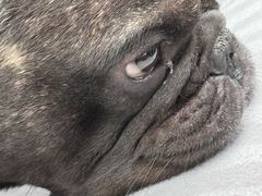 -西安京西宠物医院·瘫痪·疑难杂症