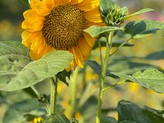 -春花秋色城市公园