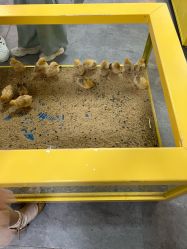 -神奇动物撸宠馆·羊驼·小浣熊·异宠(豫园店)