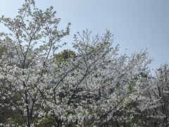 -重庆园博园