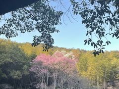 -杭州植物园