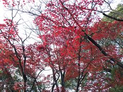 -水前寺成趣园