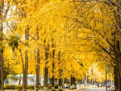 -四川大学(望江校区)