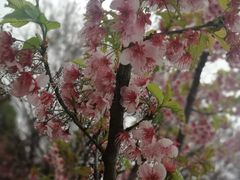 -武汉大学-樱园