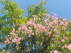-福田红树林生态公园