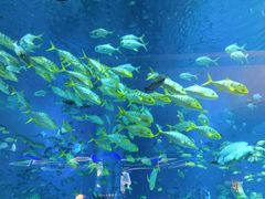 -亚特兰蒂斯•OSSIANO奥西亚诺海底餐厅