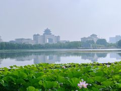 -莲花池公园