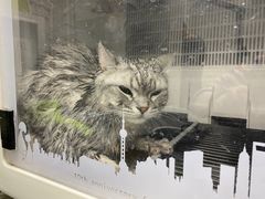 -达爱动物医院·犬猫分区·CT·复杂眼科(远洋山水分院)