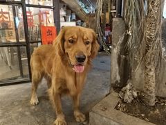 -不曾在把把烧•烧烤(莲坂磐基店)