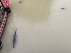 -中国扬子鳄村