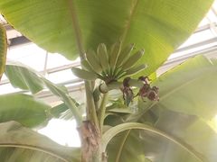 -石家庄市植物园