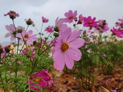 -天适樱花悠乐园