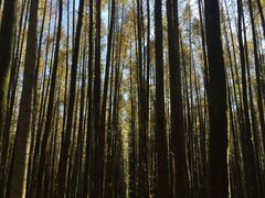 -山王坪喀斯特国家生态公园
