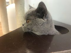 -猫冇咖·家门口的撸猫馆(大融城店)