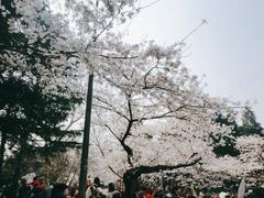 -武汉大学-樱园