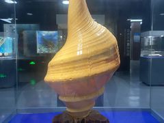 -贝壳王国博物馆