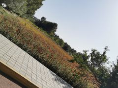 -金塔沙漠胡杨林景区