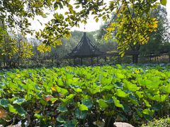 -上海醉白池公园