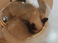 -喵园·猫主题咖啡厅·撸猫·猫咖(国贸店)