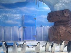 -海合安成都极地海洋公园
