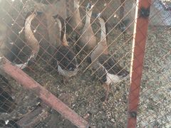 景观位-鱼窝棚柴火铁锅炖(富山屯店)