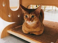 -飞行喵MR PILOT|猫舍·猫咖(静安大融城店)