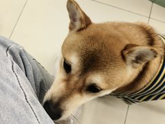 -怪兽屋·羊驼·猫咖·狗咖(俊华广场店)