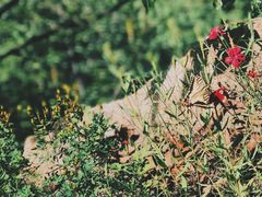 -终南山国家森林公园