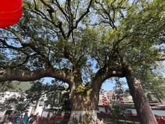 -新安江山水画廊风景区