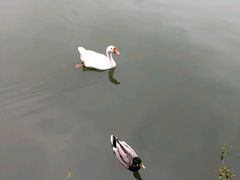 -乡村酒家·湖景客家菜(观澜店)