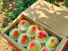 -老袁家蜜桃农场·阳山水蜜桃