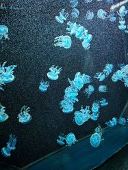 -Zoolung Zoolung动物主题公园(海信广场店)