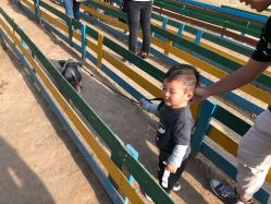 -上美四季动物农场