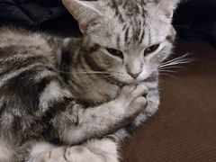 -猫友咖啡店(玉林西路店)