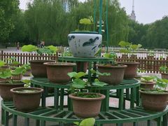 -莲花池公园