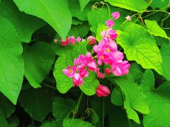 -北京植物园-展览温室