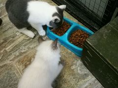 -猫咪博物馆(顶澳仔猫街店)