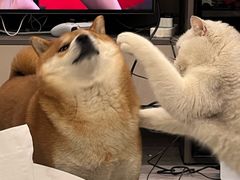 -安安宠医·臻爱宠物医院·宠保定点(营门口路分院)