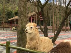 -贵州森林野生动物园
