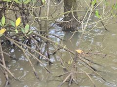 -东寨港红树林旅游区