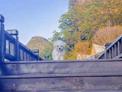 -高荡千年布依古寨旅游景区