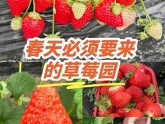 -喜杨洋草莓采摘园