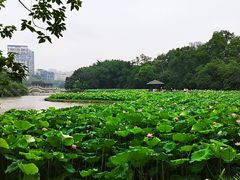 -金山公园