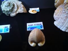 -贝壳梦幻世界