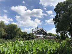 -荷塘月色湿地公园·向阳花洲