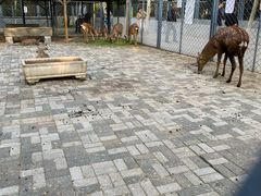 -长白岛森林公园